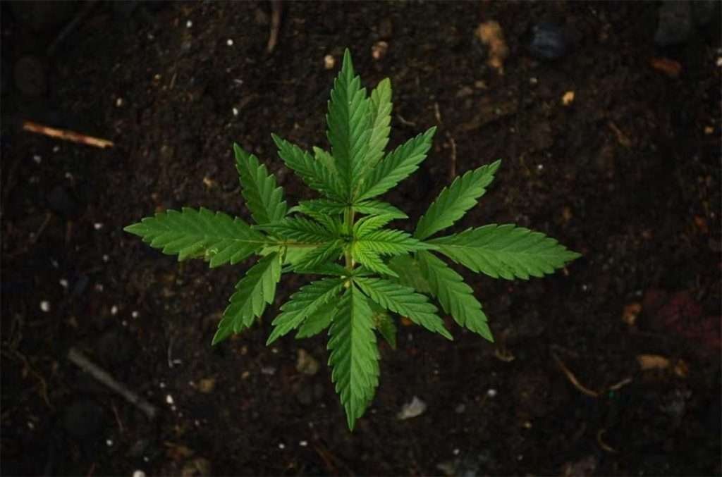 The Comprehensive Guide to Medical Marijuana: Benefits, Uses, and Legal Aspects 8 Medical Marijuana