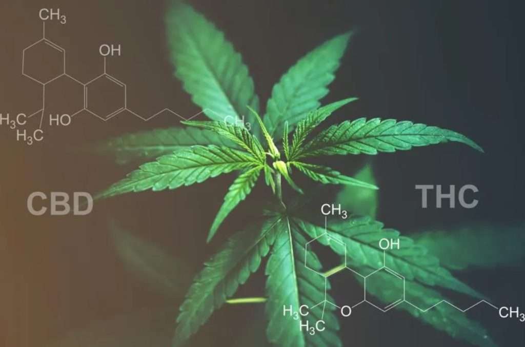 CBD vs. THC: Exploring Differences, Benefits, and Legal Aspects 7 CBD