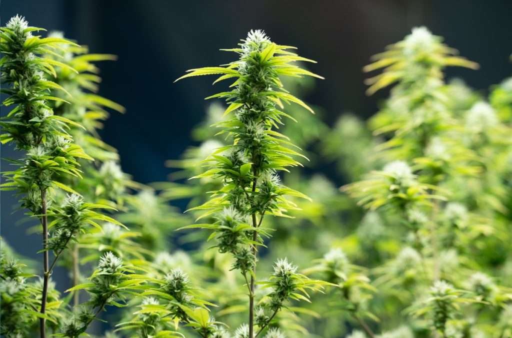 Exploring the Enchanting Characteristics of Blue Dream: A Comprehensive Guide 6 Blue Dream