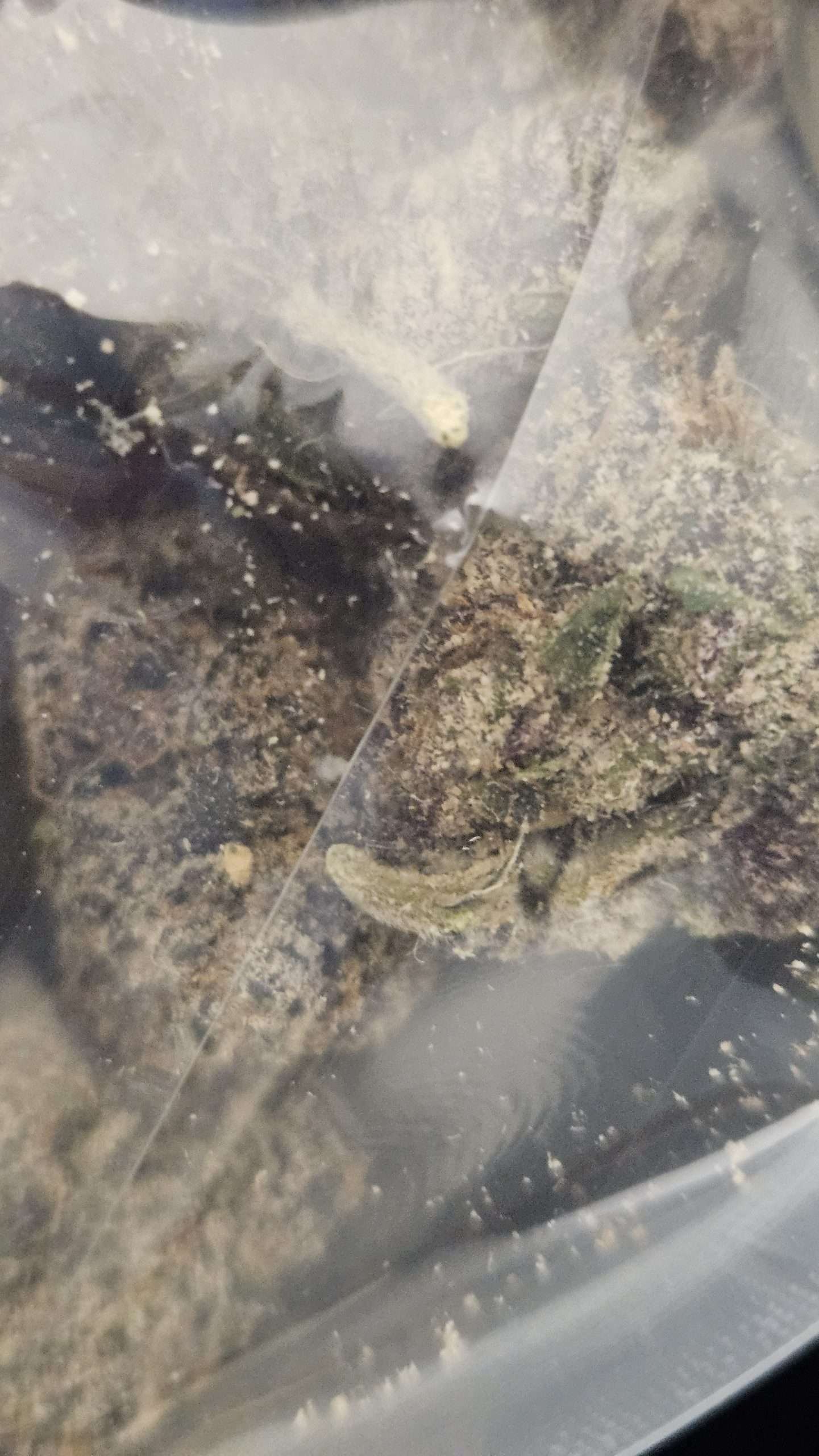 Candy Zoap 31%THC (HYBRID)(3.5g) (EXOTIC) 2 Candy Zoap 31%THC (HYBRID)(3.5g) (EXOTIC) - Image 2