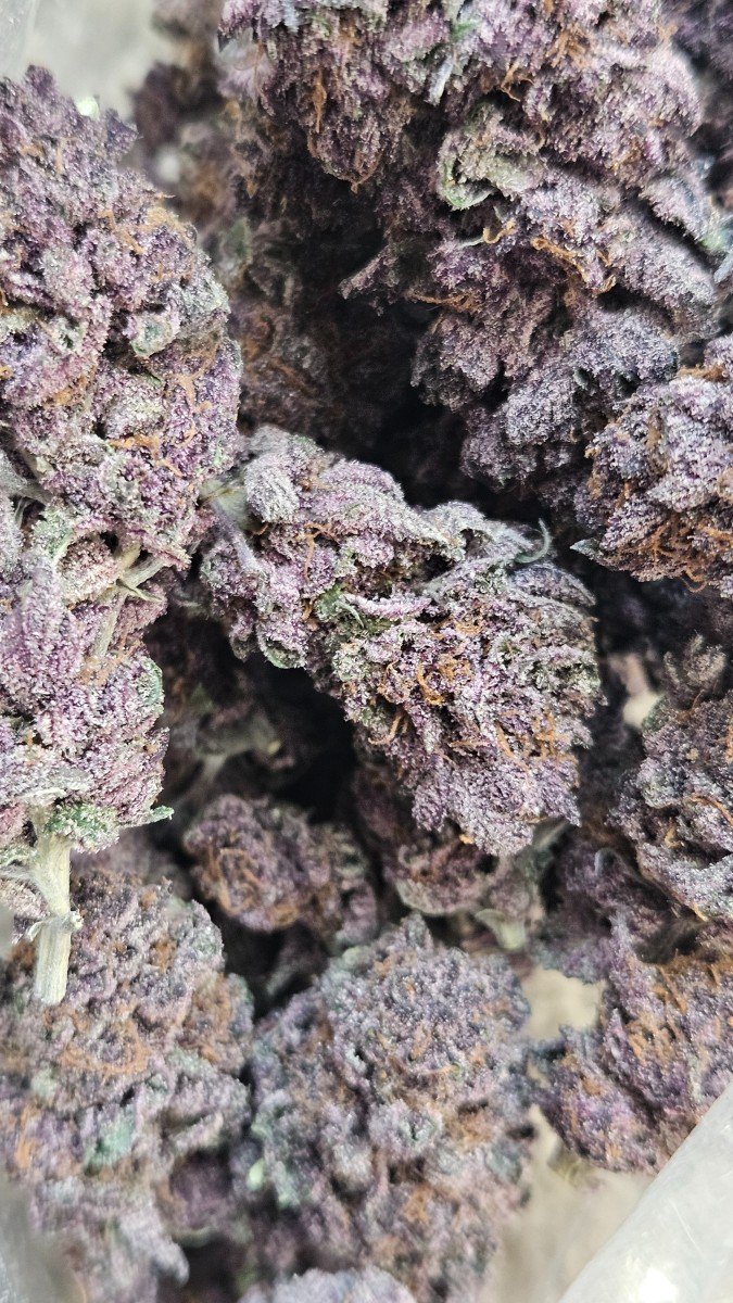 Tropicana Cookies (HYBRID) (RARE) 2 Trop