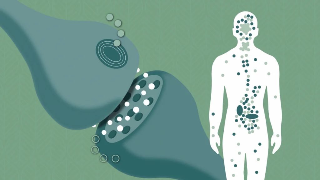 endocannabinoid system