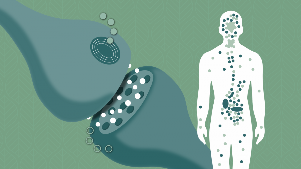endocannabinoid system