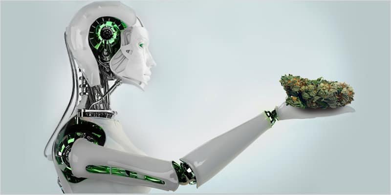 cannabis legalization