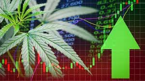 cannabis stocks