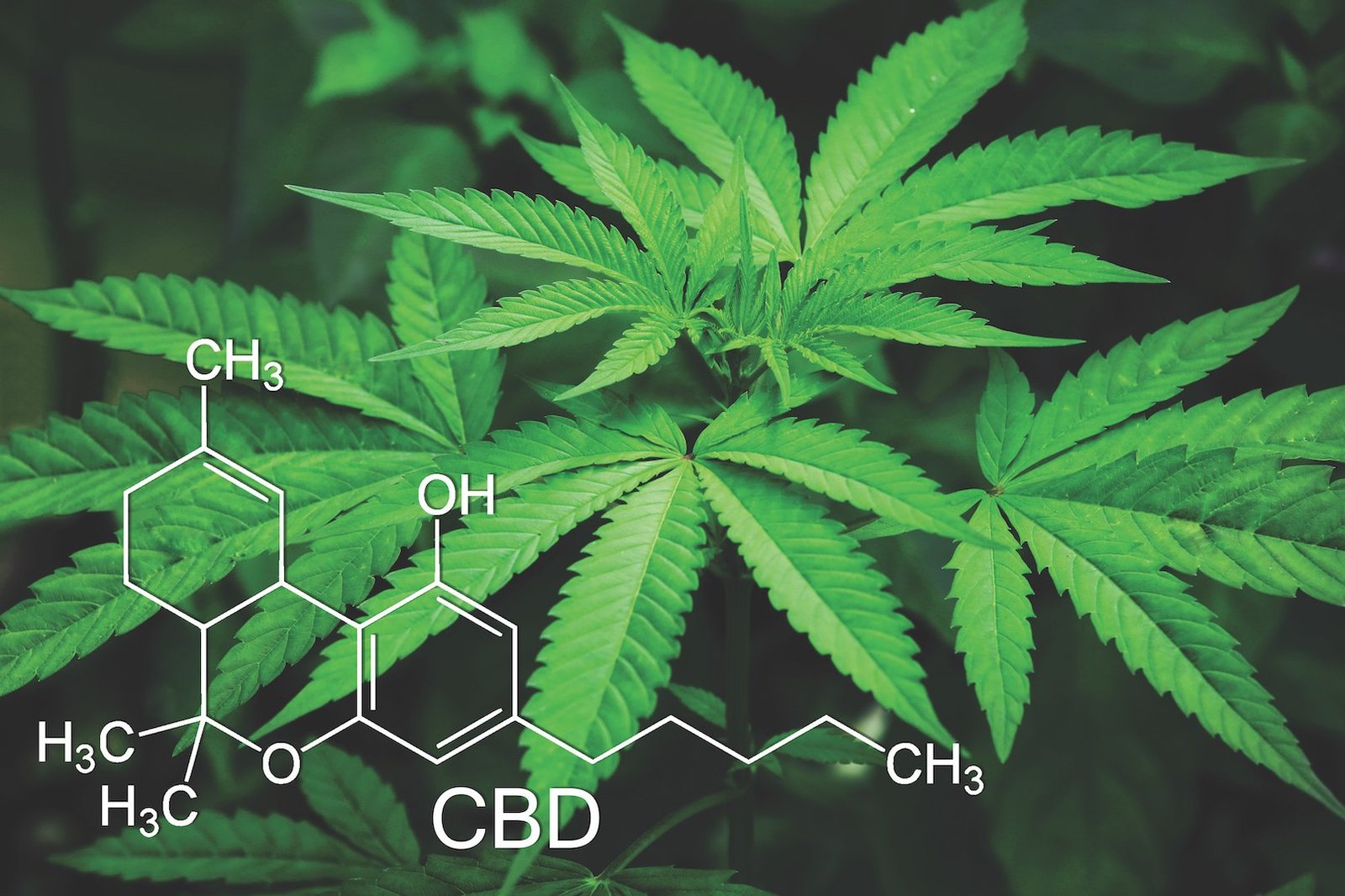 Cannabis and Microdosing
